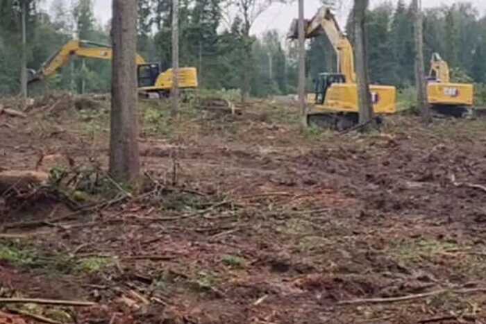 Местные жители заявили о незаконной вырубке реликтового леса в городских округах Подмосковья